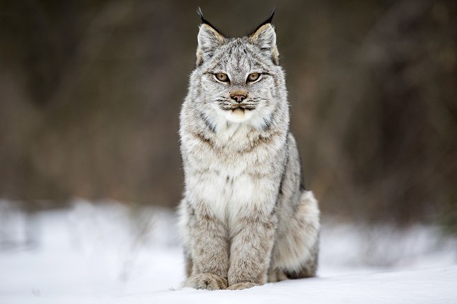 The Wild Canadian Year - Winter - Photos