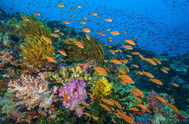 David Attenborough: A kék bolygó - Az óceán világa, Speciális kiadás - Korallzátonyok - Filmfotók