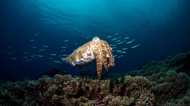 The Blue Planet - Coral Reefs - Photos