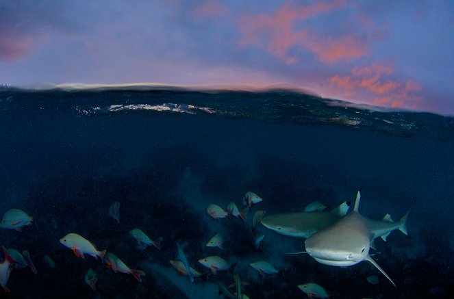 Unser blauer Planet - Faszination Korallenriff - Filmfotos
