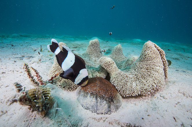 The Blue Planet - Coral Reefs - Photos
