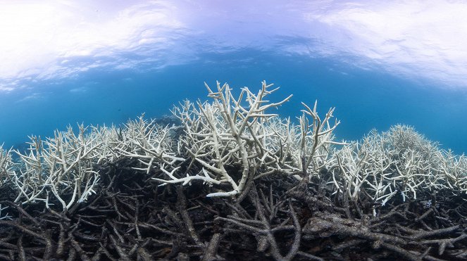 Modrá planeta - Historie oceánů - Korálové útesy - Z filmu