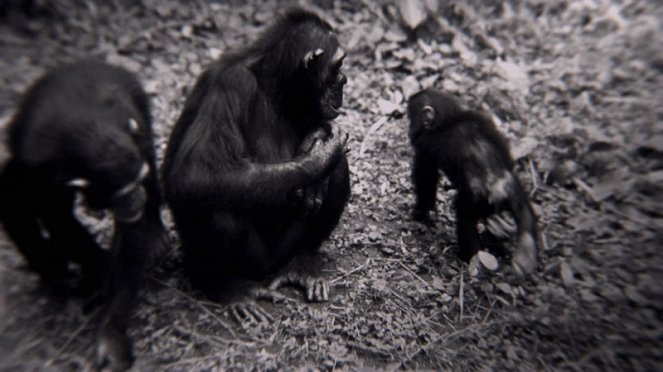 Jane – Mein Leben mit Schimpansen - Filmfotos