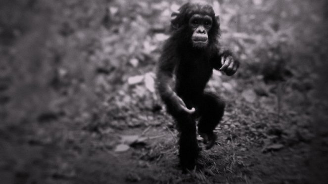 Jane - Egy élet a csimpánzok között - Filmfotók