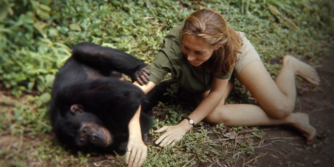 Jane Goodallová - život so šimpanzmi - Z filmu - Jane Goodall