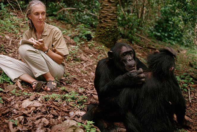 Jane - Egy élet a csimpánzok között - Filmfotók - Jane Goodall