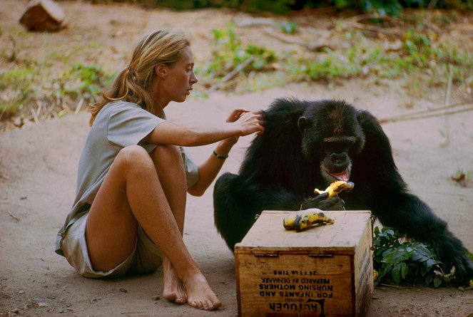 Jane - Egy élet a csimpánzok között - Filmfotók - Jane Goodall