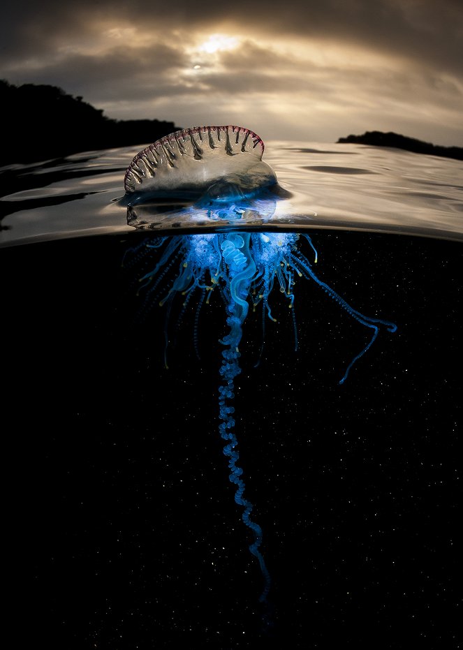David Attenborough: A kék bolygó - Az óceán világa, Speciális kiadás - Nagy kékség - Filmfotók
