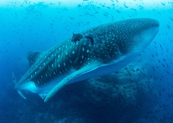 David Attenborough: A kék bolygó - Az óceán világa, Speciális kiadás - Nagy kékség - Filmfotók