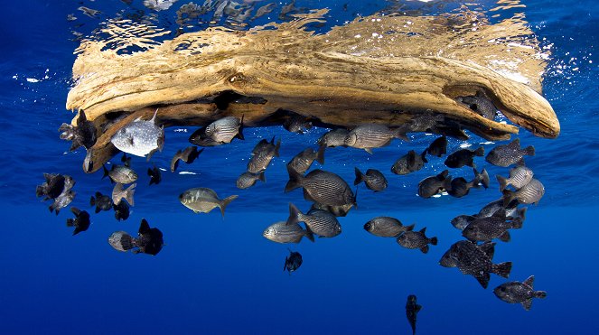 David Attenborough: A kék bolygó - Az óceán világa, Speciális kiadás - Nagy kékség - Filmfotók