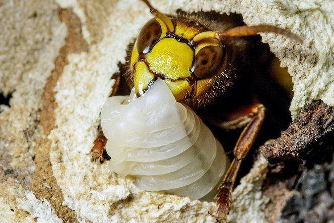 Winzige Wunder: Insekten - Kuvat elokuvasta