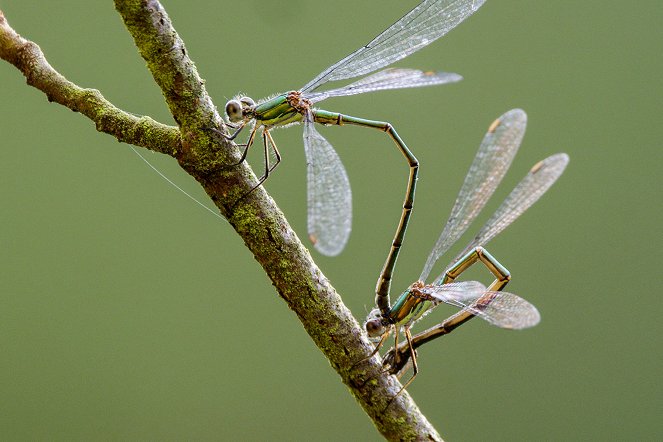 Winzige Wunder: Insekten - Kuvat elokuvasta