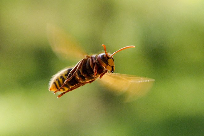 Winzige Wunder: Insekten - De la película