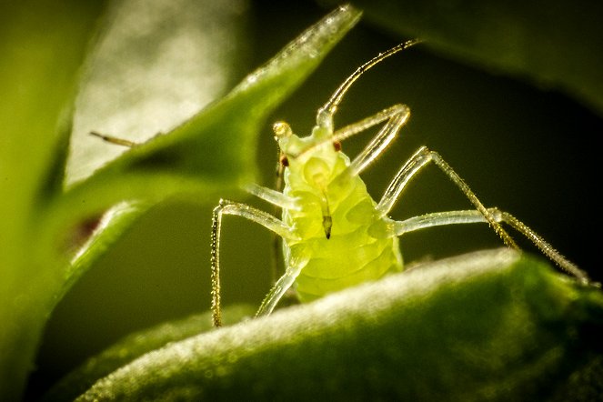 Winzige Wunder: Insekten - Filmfotos