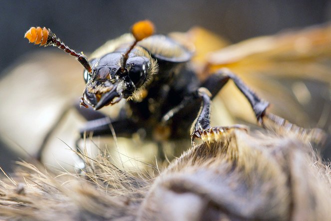 Winzige Wunder: Insekten - Do filme