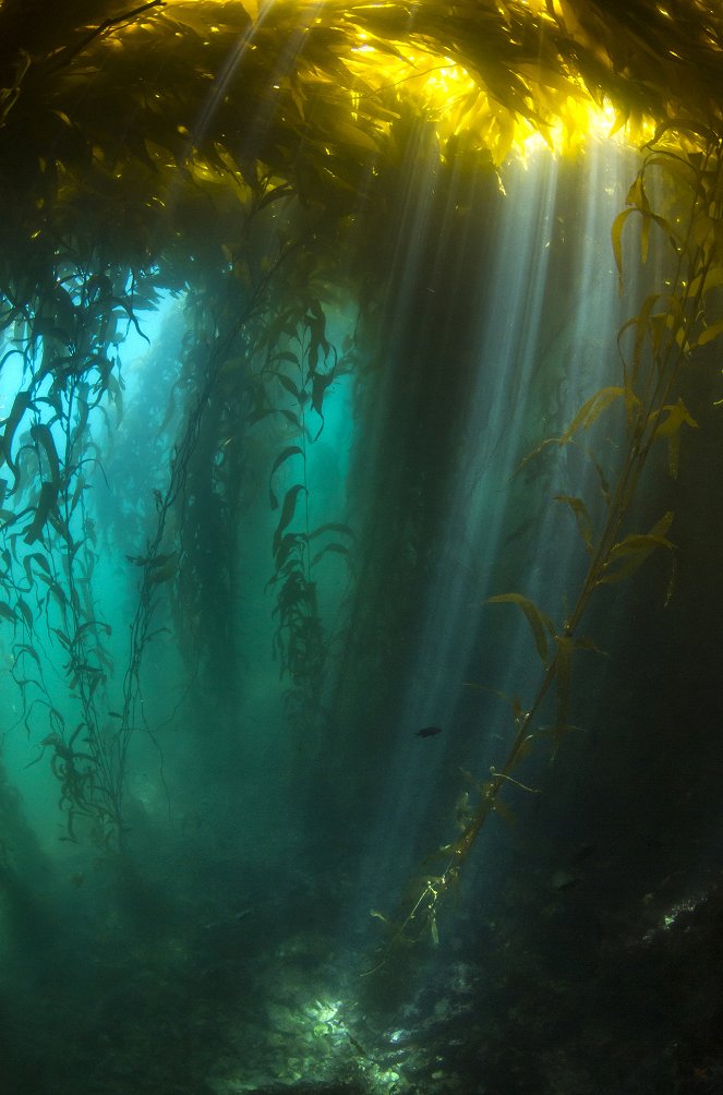 Unser blauer Planet - Unterwasserdschungel - Filmfotos