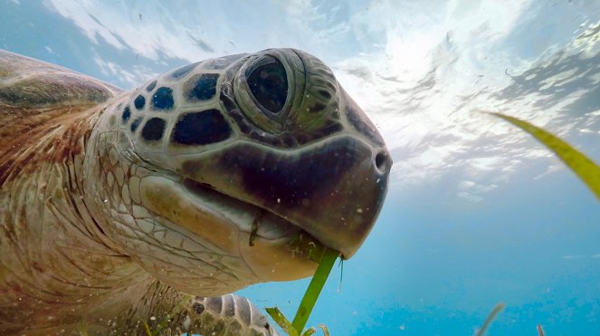 David Attenborough: A kék bolygó - Az óceán világa, Speciális kiadás - Zöld tengerek - Filmfotók