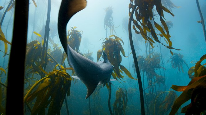 David Attenborough: A kék bolygó - Az óceán világa, Speciális kiadás - Zöld tengerek - Filmfotók
