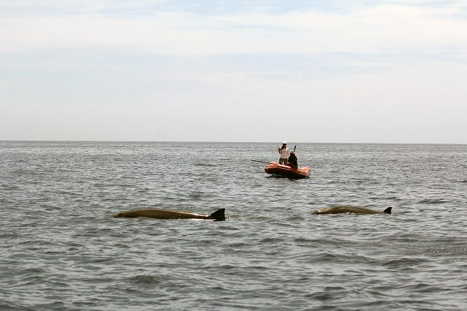 Meeressäugetiere - Wale und Delfine in ihrem Element - Filmfotos