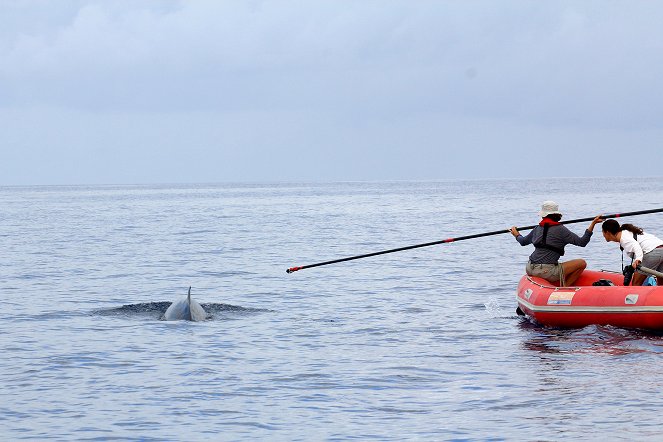 Meeressäugetiere - Wale und Delfine in ihrem Element - Filmfotos