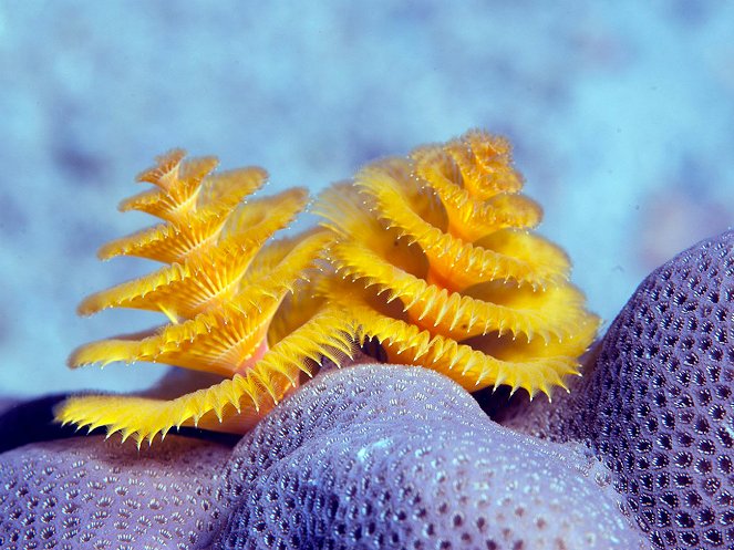Wonders of the Sea 3D - Photos