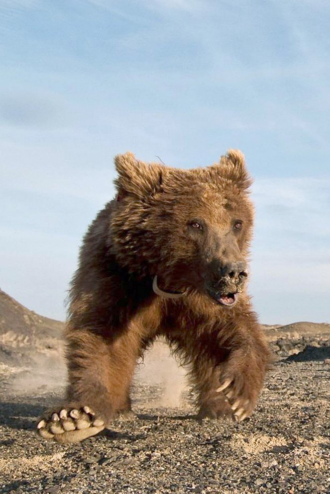 Auf der Spur des Gobibären - Van film