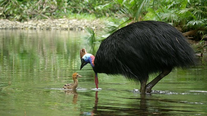 Dino Bird - Do filme