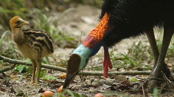 Der Dinovogel - Filmfotos