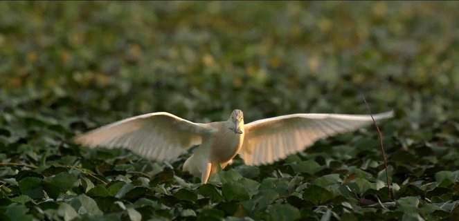 Vad Balaton - Filmfotók