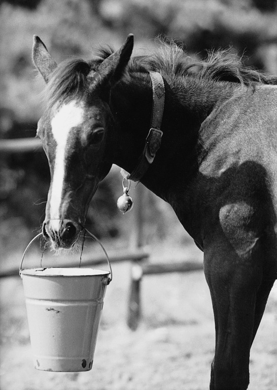 Das Pferdemädchen - Filmfotos