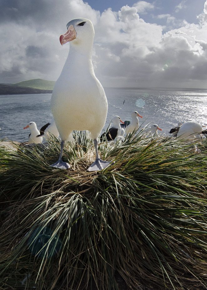 Wildest Islands - Z filmu