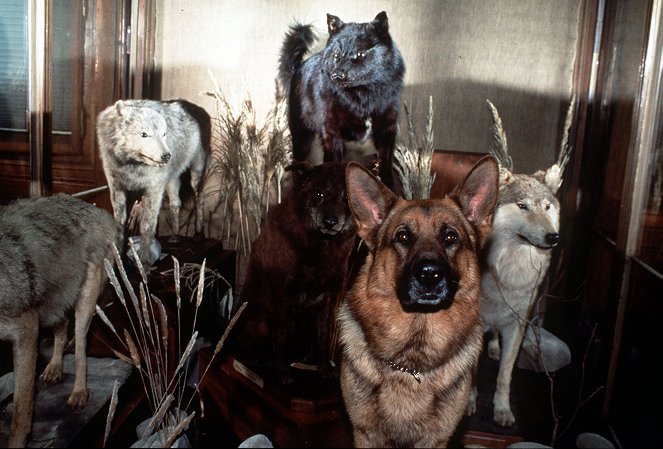 Rex, o cão polícia - Tod im Museum - Do filme - pes Reginald von Ravenhorst