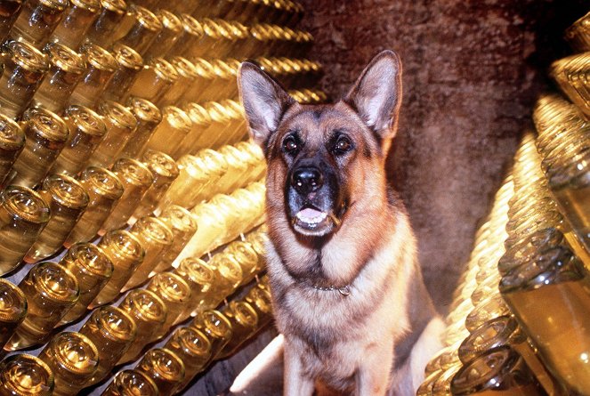 Rex, o cão polícia - Mord à la Carte - Do filme - pes Reginald von Ravenhorst