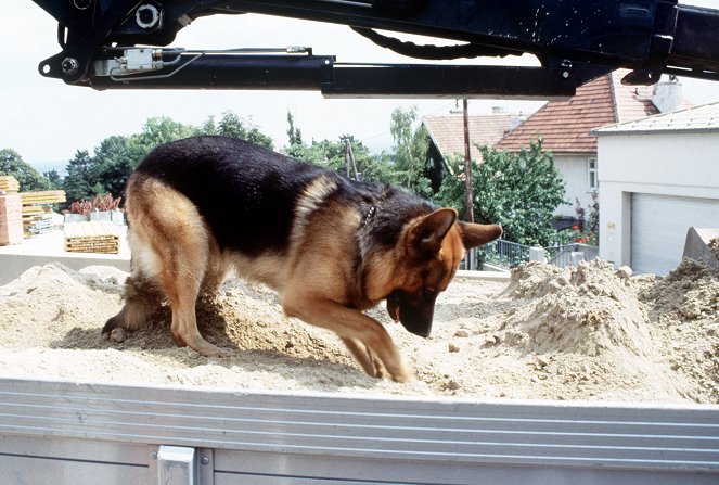 Rex, chien flic - Meurtre à la carte - Film - Reginald von Ravenhorst le chien