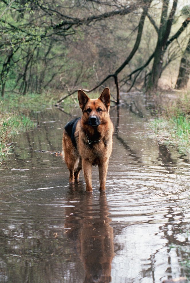 Rex, o cão polícia - Lebendig begraben - Do filme - pes Reginald von Ravenhorst
