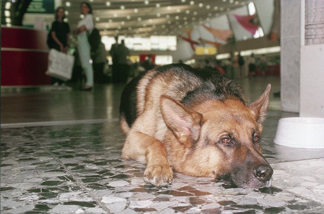 Rex, o cão polícia - Der Neue - Do filme - pes Reginald von Ravenhorst
