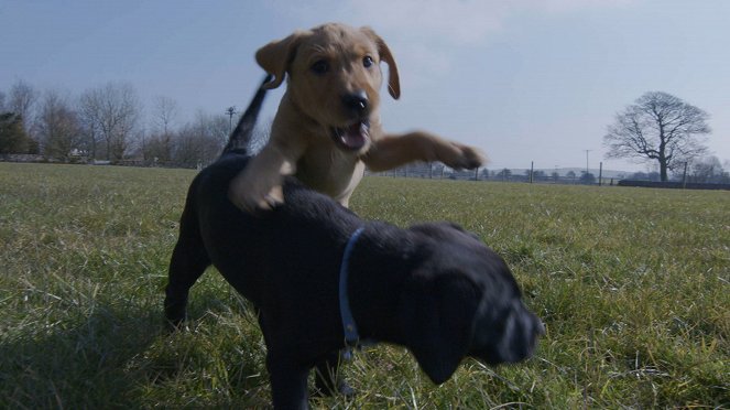 Secret Life of Puppies and Kittens - Van film