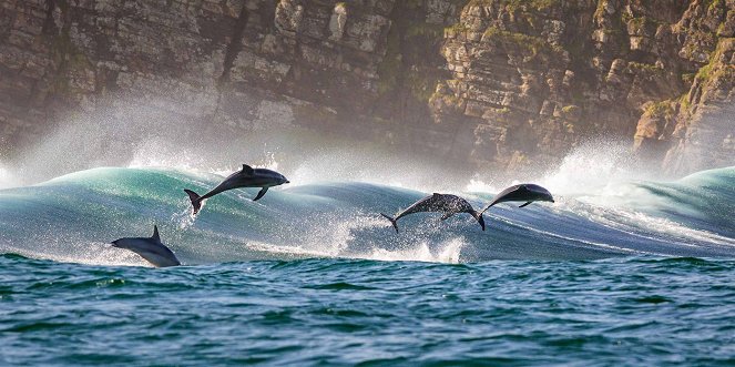 Dolphins - Photos