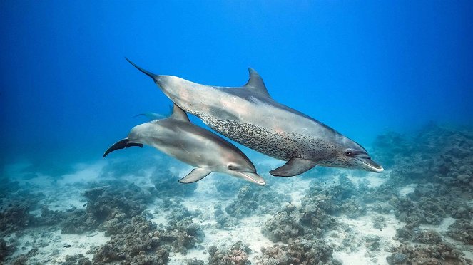 Dolphins - Filmfotók
