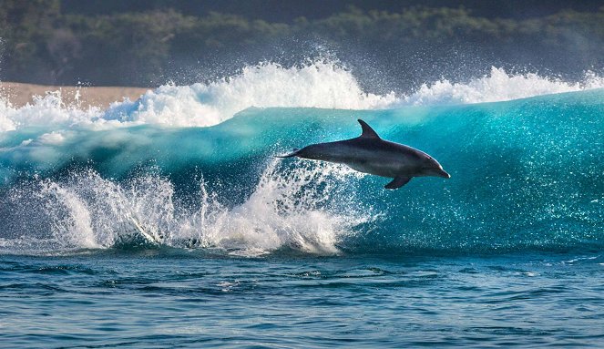 Dolphins - Kuvat elokuvasta