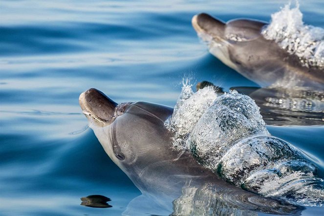 Dolphins - De la película