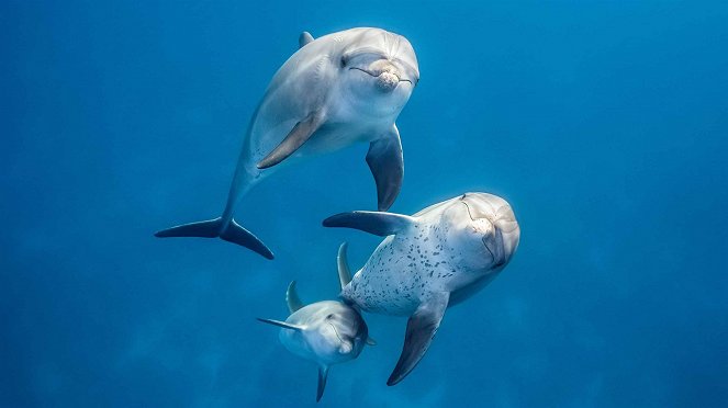 Dolphins - Kuvat elokuvasta