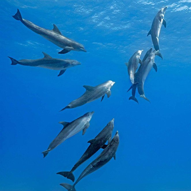 Dolphins - Z filmu