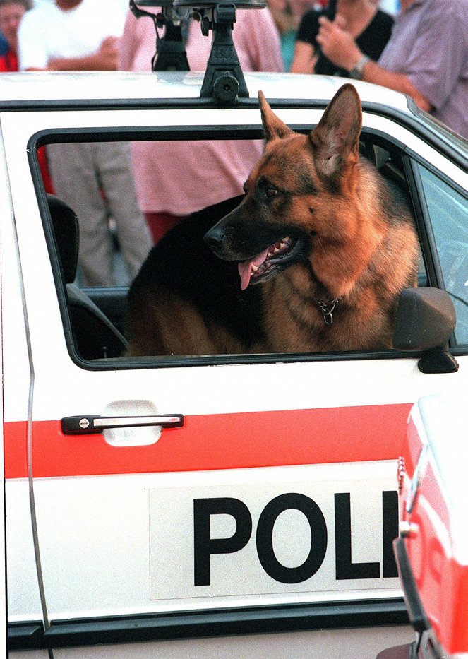 Rex, o cão polícia - Rache - Do filme - pes Reginald von Ravenhorst