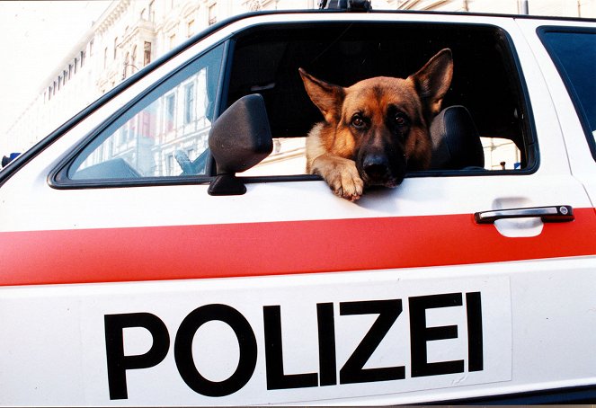 Rex, o cão polícia - Rache - Do filme - pes Reginald von Ravenhorst