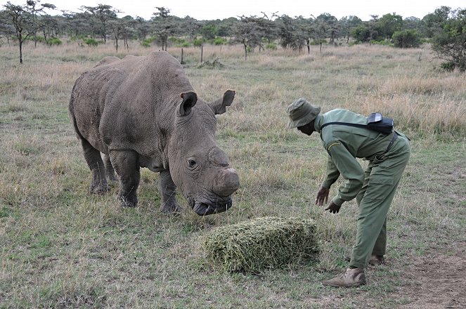 Naděje pro severní bílé nosorožce - Filmfotos