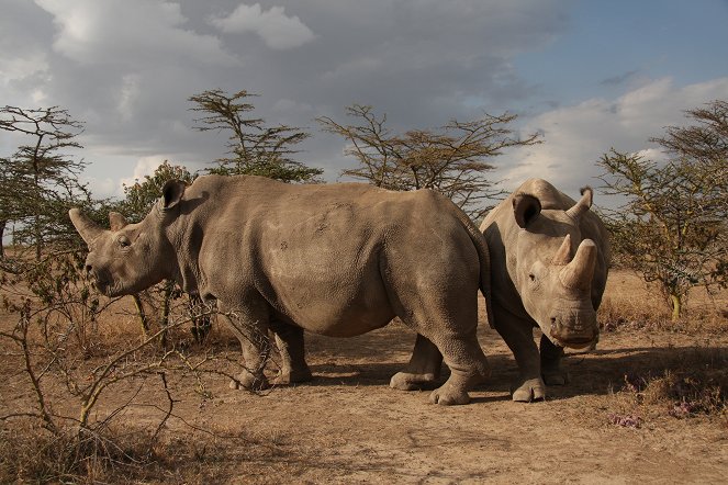 Naděje pro severní bílé nosorožce - Van film