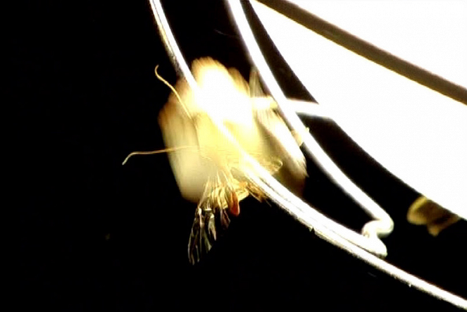 Beetle Queen Conquers Tokyo - Van film