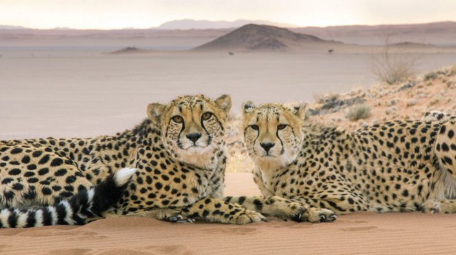 Big Cats - Photos