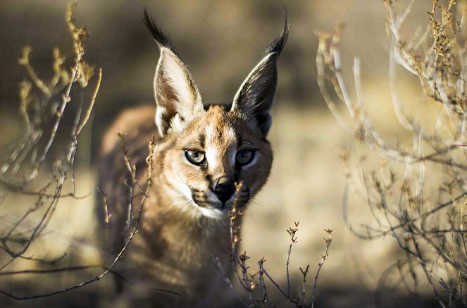 Big Cats - Photos